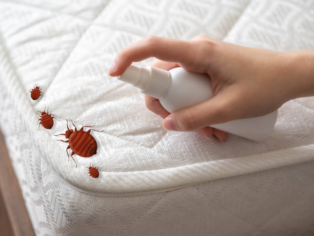 Best Termite Control Services  in Guttenberg, NJ